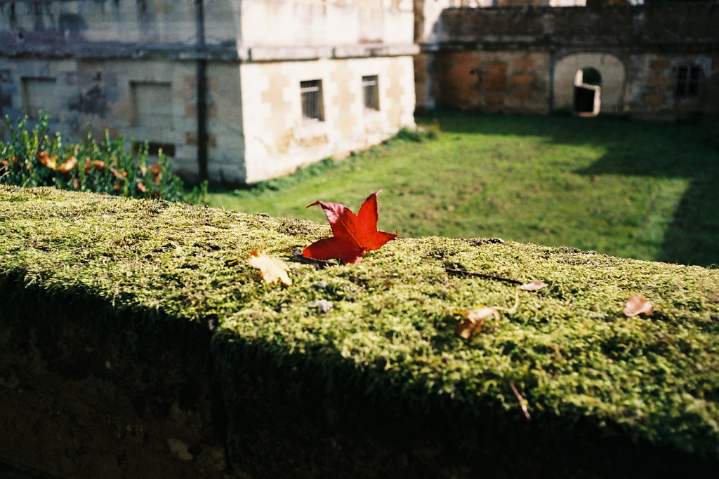 Feuille rouge