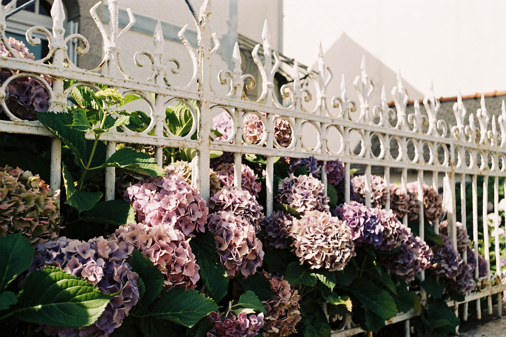 Hortensia