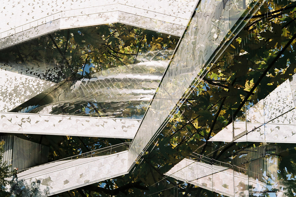 A travers les feuillages II