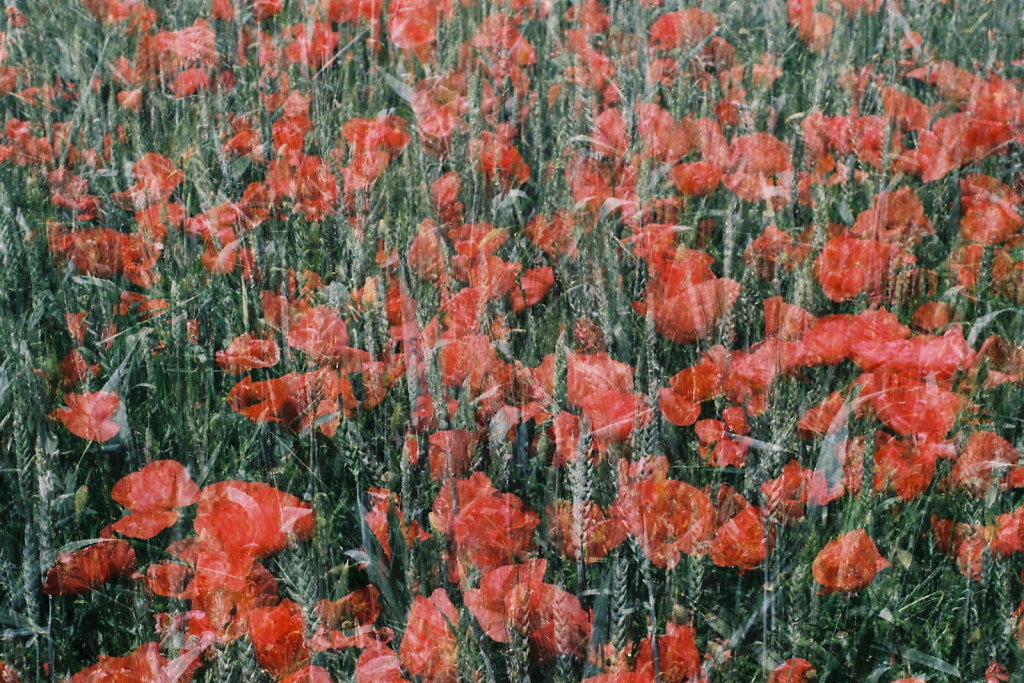 Coquelicots II